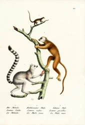 Ring-Tailed Lemur, 1824